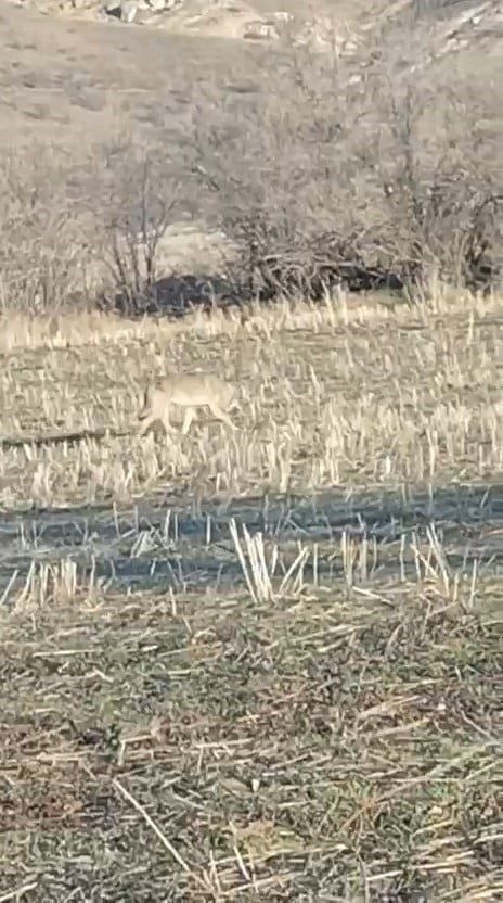 NEVŞEHİR’DE AÇ KALAN KURTLAR CEP TELEFONU KAMERASINA YANSIDI