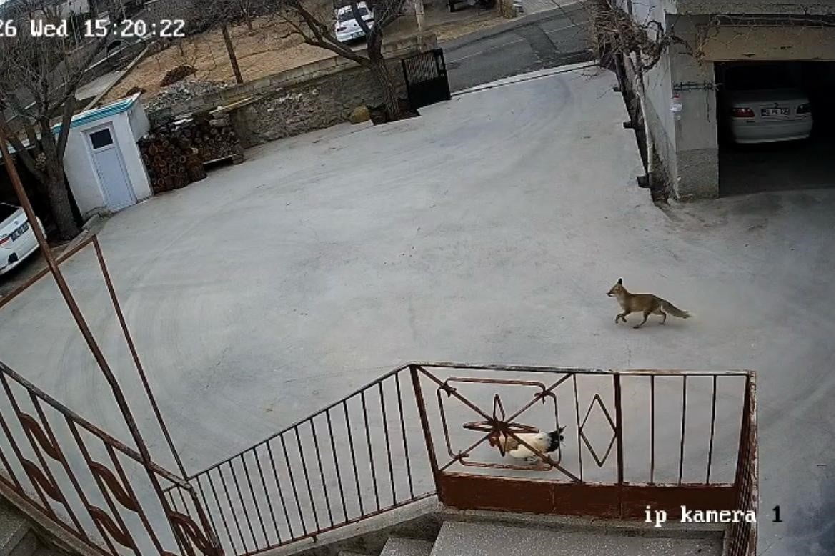 NEVŞEHİR’İN MERKEZ İLÇEYE BAĞLI SULUSARAY KASABASINDA GÜNDÜZ SAATLERİNDE YERLEŞİM ALANINA GİREN...