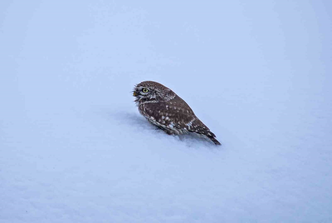 NORMALDE GECE AKTİF OLAN KUKUMAVIN, GÜNDÜZ SAATLERİNDE KARLA KAPLI ARAZİDE SU ÇULLUĞU İLE BİRLİKTE...