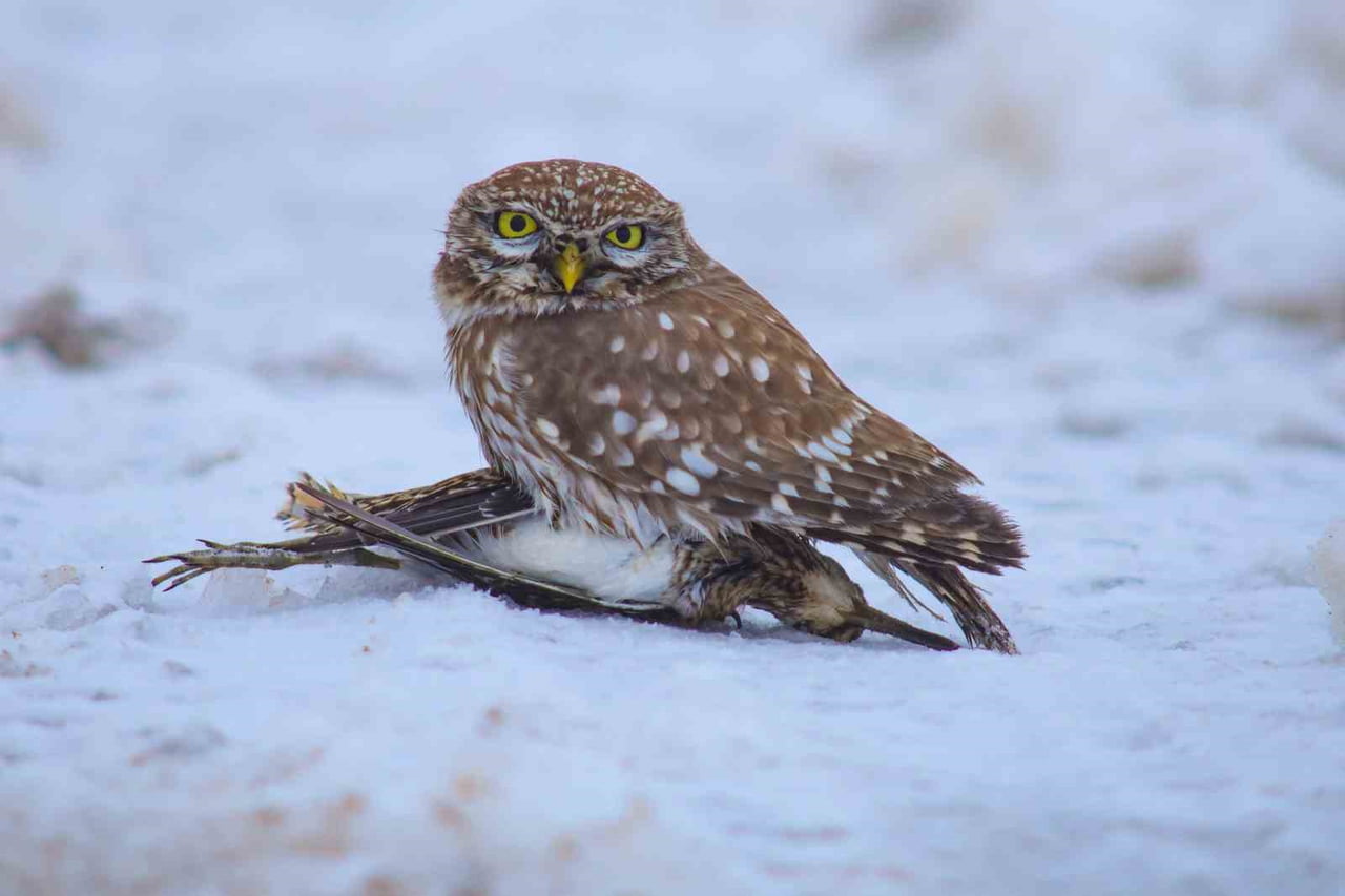 NORMALDE GECE AKTİF OLAN KUKUMAVIN, GÜNDÜZ SAATLERİNDE KARLA KAPLI ARAZİDE SU ÇULLUĞU İLE BİRLİKTE...