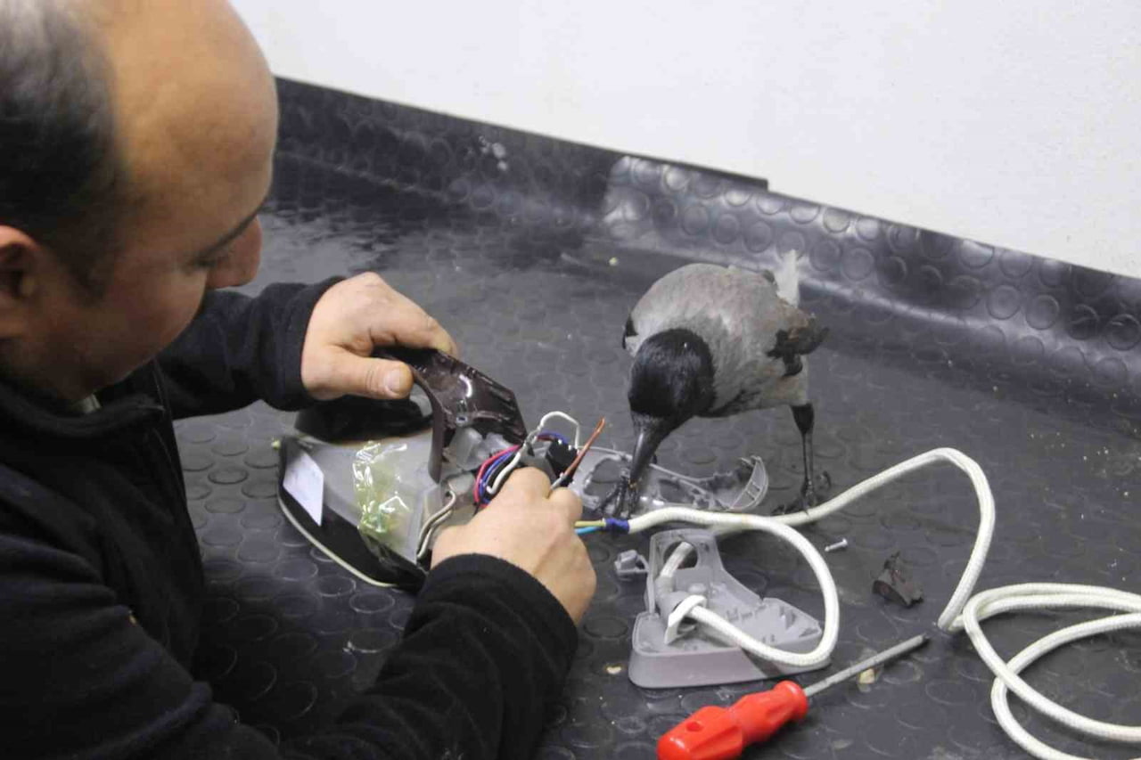 ORDU’DA BEYAZ EŞYA TEKNİK SERVİSİ YAPAN SERDAR HEKİM, YARALI OLARAK BULDUĞU KARGA İLE DOSTLUK...