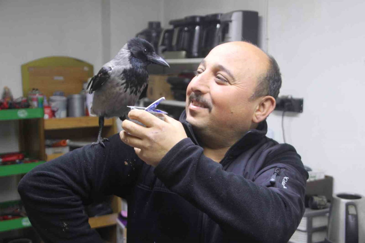 ORDU’DA BEYAZ EŞYA TEKNİK SERVİSİ YAPAN SERDAR HEKİM, YARALI OLARAK BULDUĞU KARGA İLE DOSTLUK...