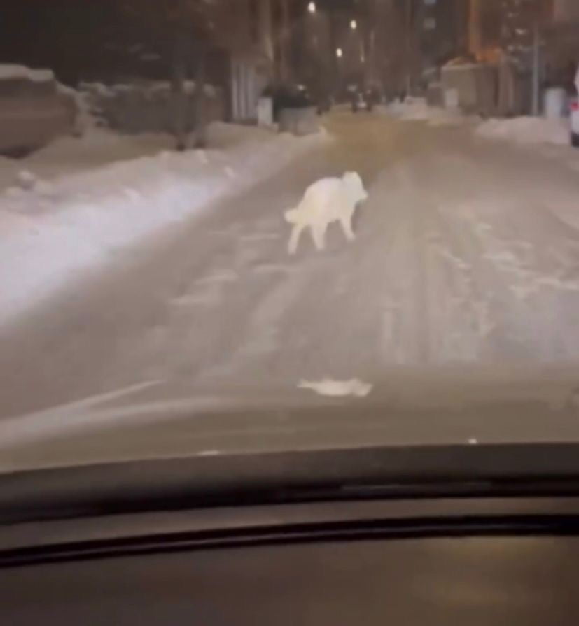 PATNOS İLÇE MERKEZİNDE KURT GÖRÜLMESİ KISA SÜRELİ PANİĞE NEDEN OLDU.