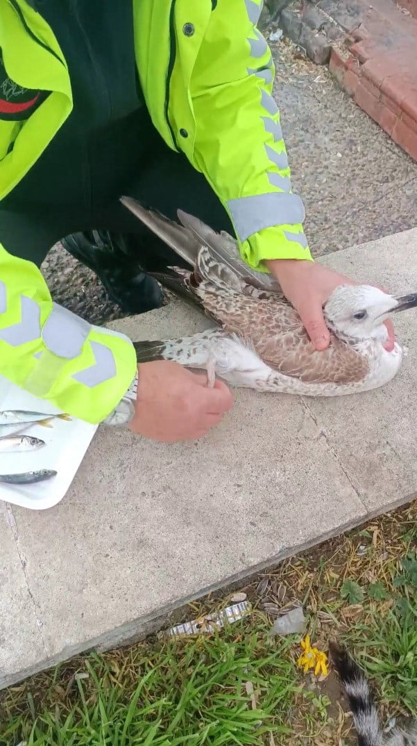 PENDİK SAHİLİNDE AYAĞINA BALIKÇI MİSİNASI DOLANAN VE DİĞER AYAĞININ DAHA ÖNCE AMPUTE OLDUĞU...