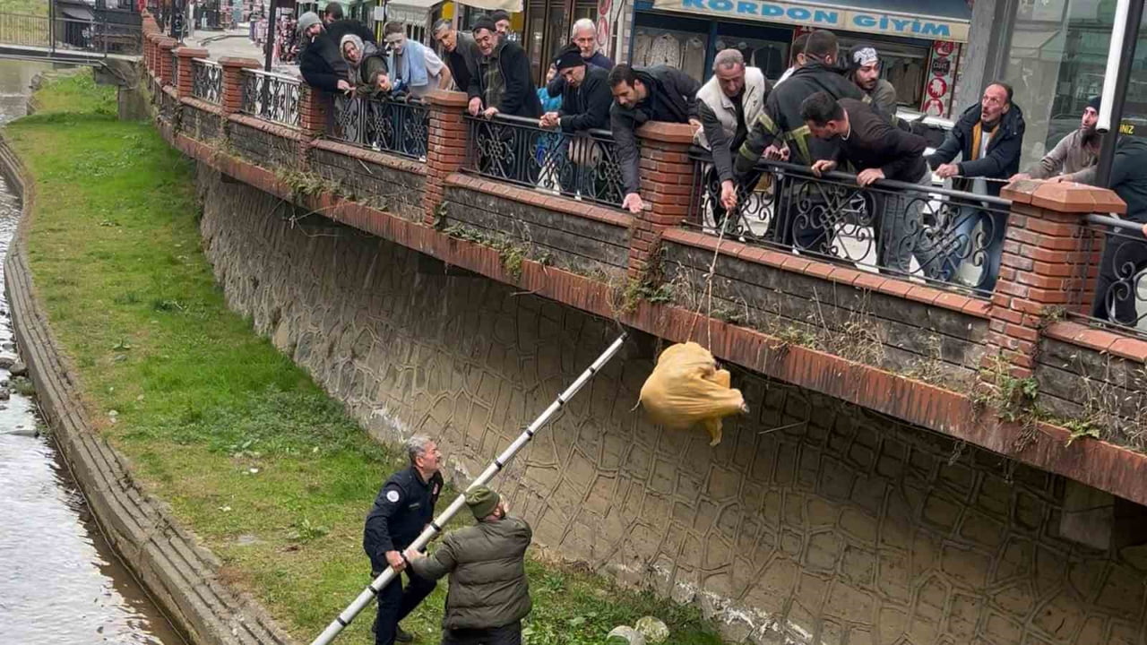 RİZE’NİN ARDEŞEN İLÇESİNDE DERE YATAĞINDA MAHSUR KALAN SOKAK KÖPEĞİ, İTFAİYE EKİPLERİ İLE...