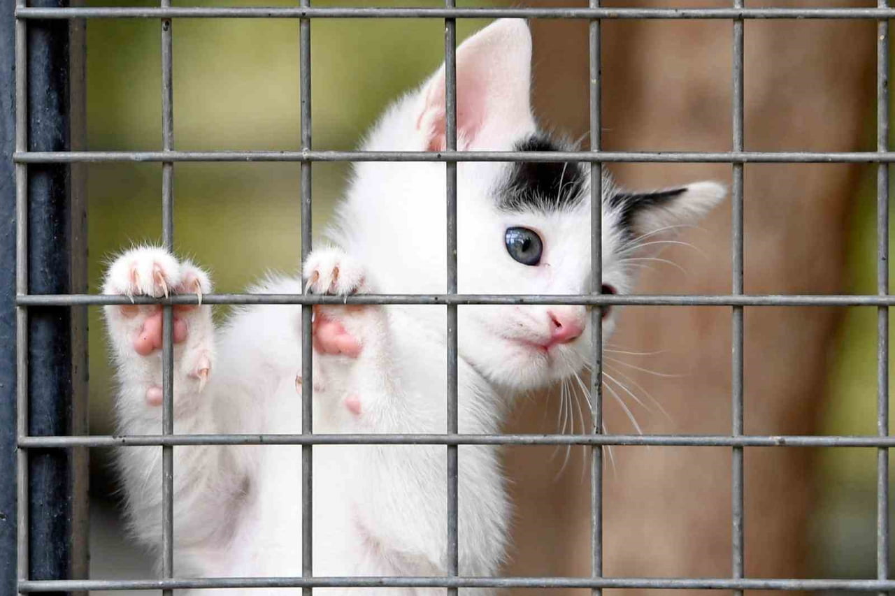 SAHİPSİZ SOKAK HAYVANLARININ YAŞAM KOŞULLARINI İYİLEŞTİRMEK, SAĞLIKLARINI KORUMAK VE ONLARI SEVGİ...