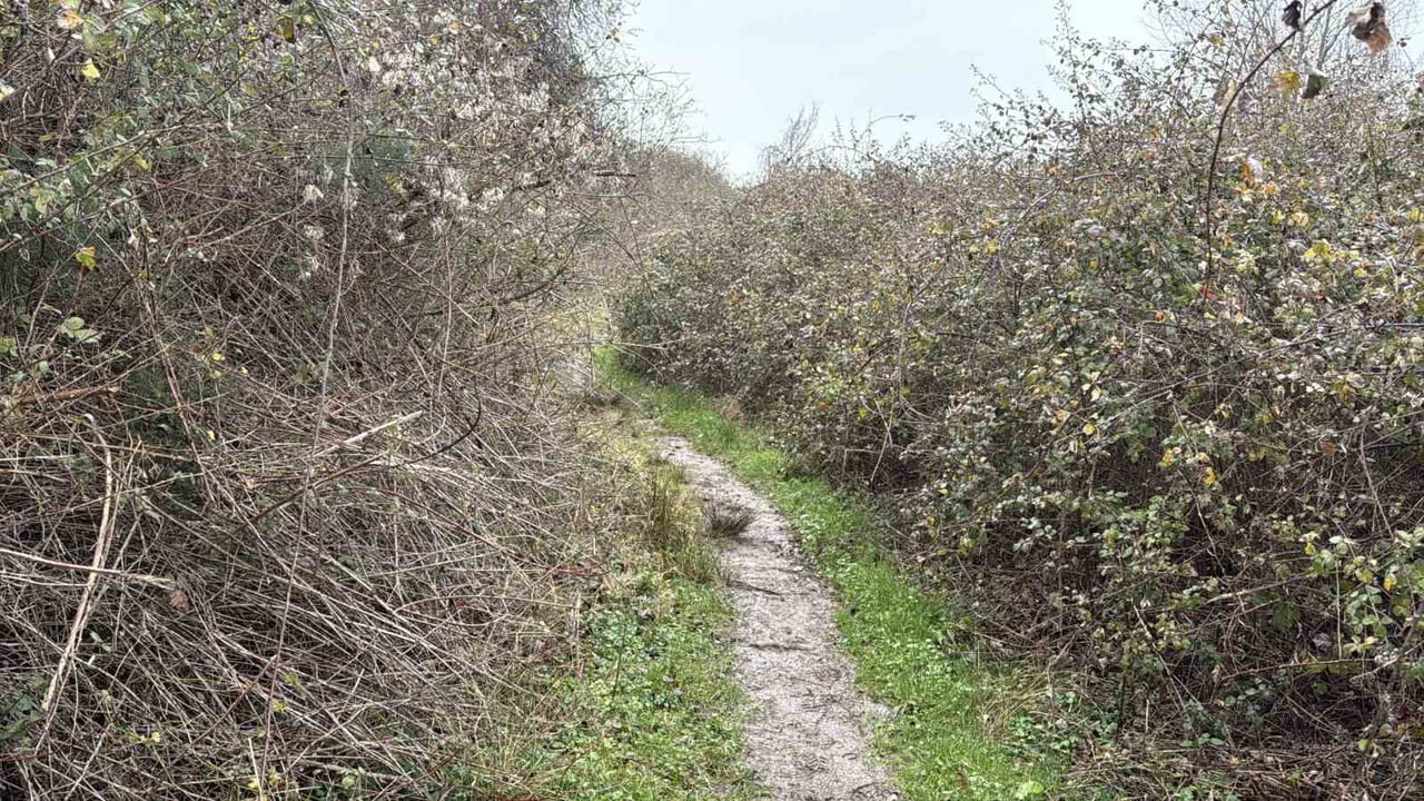 SAKARYA'DA KENDİSİNDEN HABER ALINAMAYAN VE ADAPAZARI İLÇESİNDE GÖLET MEVKİİNDEKİ ORMANLIK ALANDA...