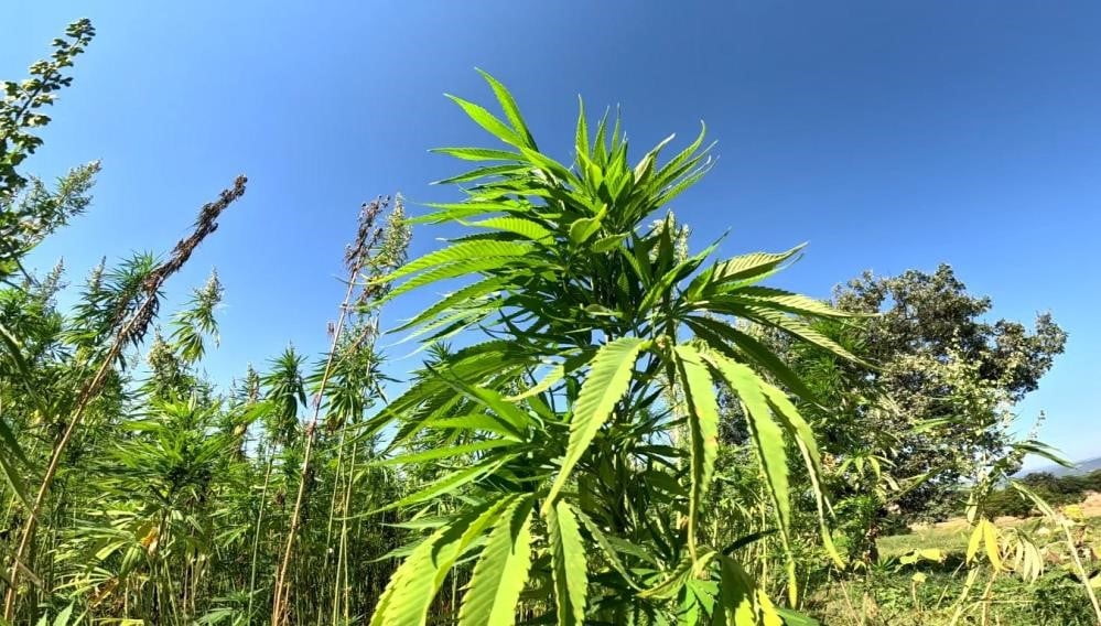 SAMSUN’DA LİF VE TOHUM AMAÇLI KENEVİR ÜRETİMİ İZNE TABİ OLARAK YAPILIRKEN, ÜRETİCİLERİN ÇİFTÇİ...