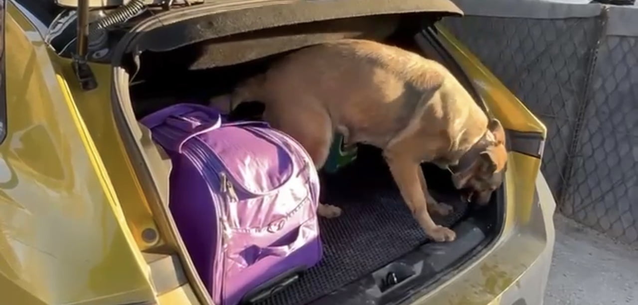 SAMSUN’DA NARKOTİK DEDEKTÖR KÖPEĞİ PERA, ARACA SAKLANMIŞ UYUŞTURUCUYU BULDU.