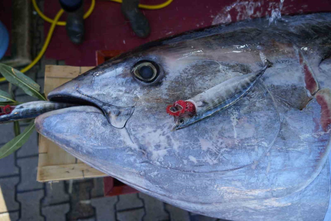 SAMSUN’UN ATAKUM İLÇESİNDE BİR BALIK TEZGAHINDA SERGİLENEN 353 KİLO AĞIRLIĞINDA VE 2 BUÇUK METRE...