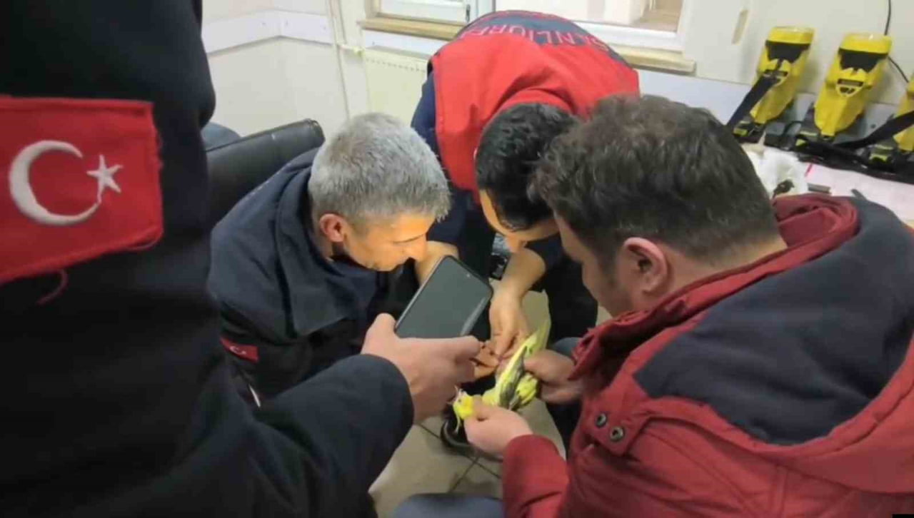ŞANLIURFA'DA PAPAĞANIN AYAĞINA SIKIŞAN HALHAL İTFAİYE EKİPLERİNİN OPERASYONUYLA ÇIKARILDI