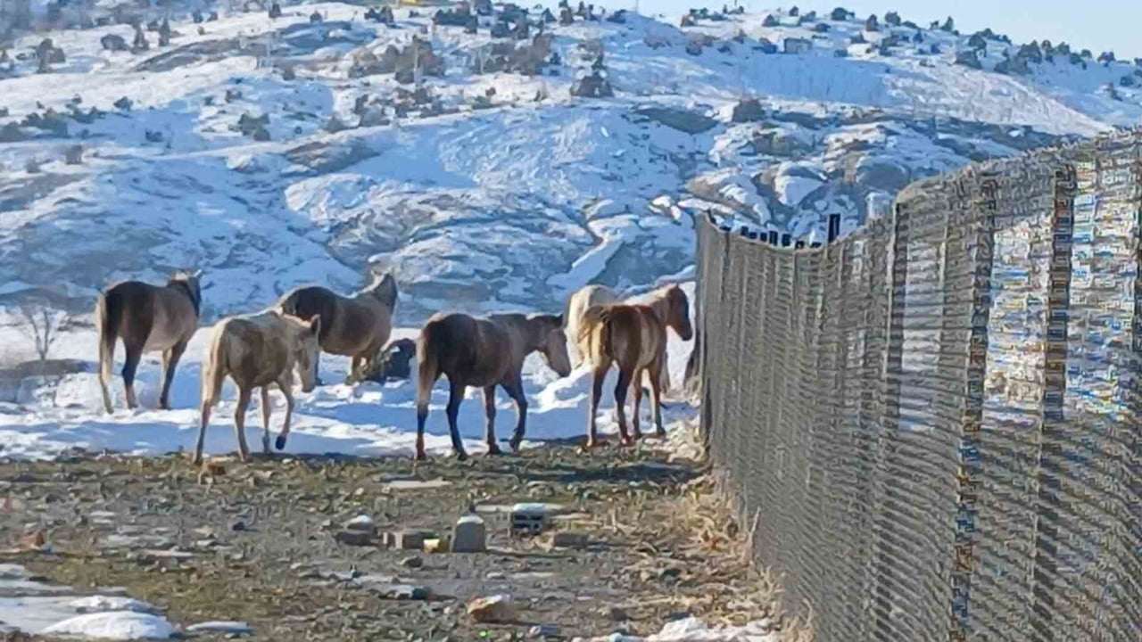 ŞİDDETLİ SOĞUK VE KAR NEDENİYLE DAĞLARDA YEM BULAMAYAN YABAN ATLARI, DİYARBAKIR'IN KULP İLÇESİ...