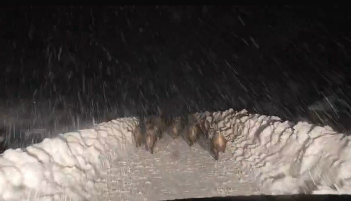 SİİRT'İN ŞİRVAN İLÇESİNDE YABAN DOMUZU SÜRÜSÜ, YOL AÇMA ÇALIŞMASI YAPANA EKİBİN ÖNÜNDE...