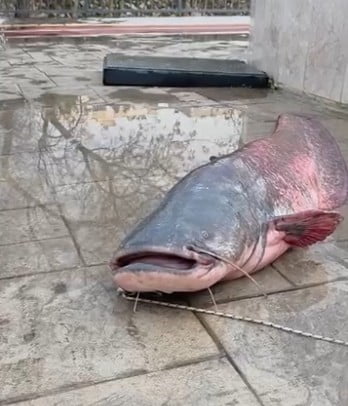 SİLİFKE İLÇESİNDEN GEÇEN GÖKSU NEHRİ'NDE BALIK TUTAN BİR KİŞİNİN YAKALADIĞI DEV YAYIN BALIĞI...