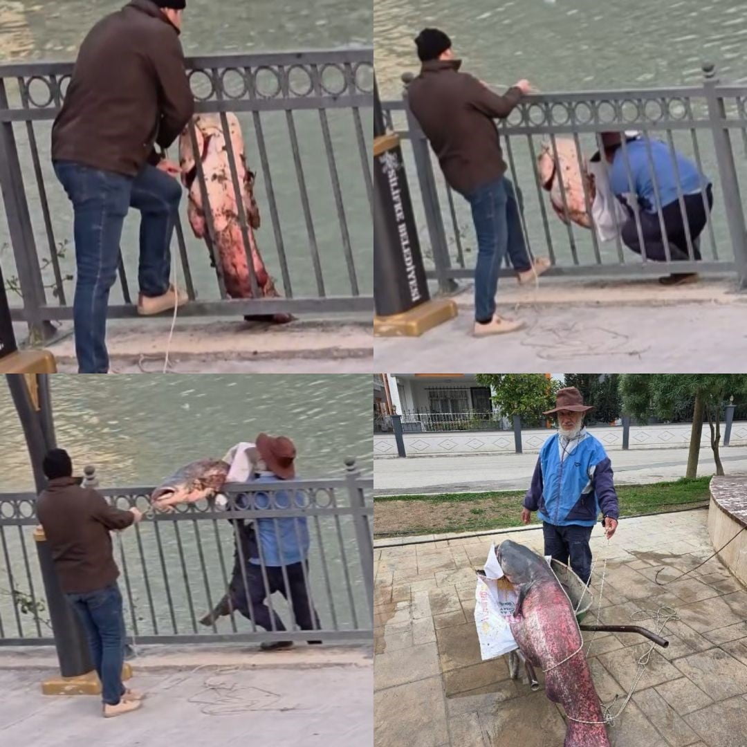 SİLİFKE İLÇESİNDEN GEÇEN GÖKSU NEHRİ'NDE BALIK TUTAN BİR KİŞİNİN YAKALADIĞI DEV YAYIN BALIĞI...