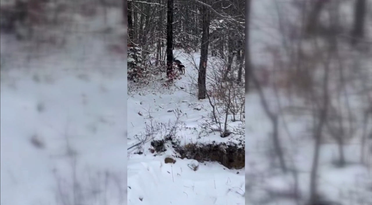 SİNOP'UN AYANCIK İLÇESİNDE ORMANDA YİYECEK ARAYAN KARACALAR KAMERALARA YANSIDI.