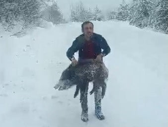 SİNOP'UN ERFELEK İLÇESİNDE KARLI YOLDA KARŞILAŞTIĞI YABAN DOMUZU SÜRÜSÜNDEN BİR YAVRUYU ARAÇTAN...