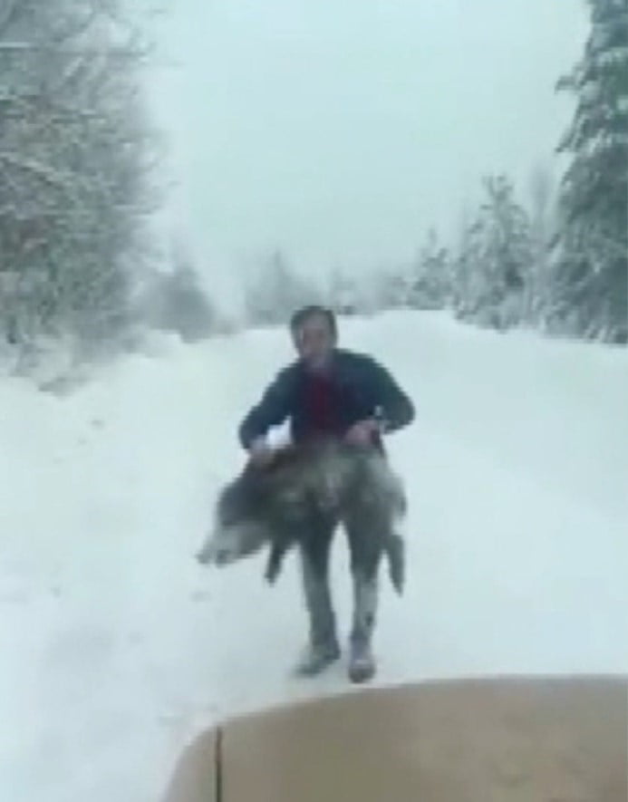 SİNOP’TA BİR VATANDAŞ YABAN DOMUZU SÜRÜSÜNE DALIP ELİYLE YAKALADI. YAVRU DOMUZU BİR SÜRE ELİNDE...