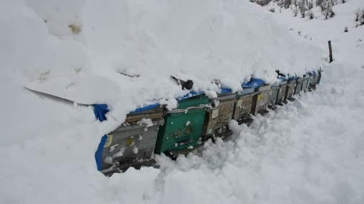 Şırnak'ta bal arıları çığ altında kaldı