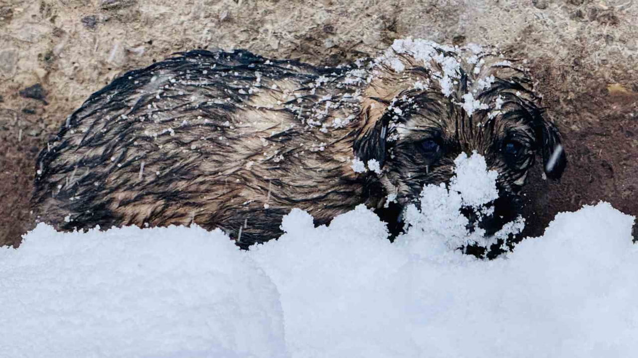 ŞIRNAK’IN BEYTÜŞŞEBAP İLÇESİNDE DONMAK ÜZERE OLAN 12 KÖPEK YAVRUSU SON ANDA KURTARILDI. GÖNÜLLÜ...