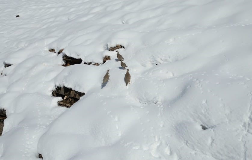 ŞIRNAK’IN BEYTÜŞŞEBAP İLÇESİNDE KEKLİKLER AÇ KALINCA SÜRÜLER HALİNDE KÖYLERE İNDİ. KAR YAĞIŞI...