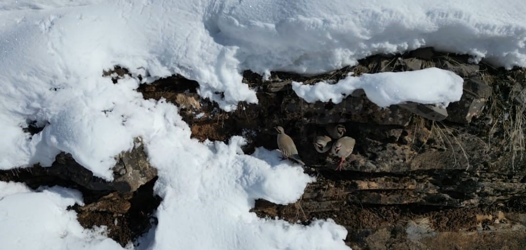 ŞIRNAK’IN BEYTÜŞŞEBAP İLÇESİNDE KEKLİKLER AÇ KALINCA SÜRÜLER HALİNDE KÖYLERE İNDİ. KAR YAĞIŞI...