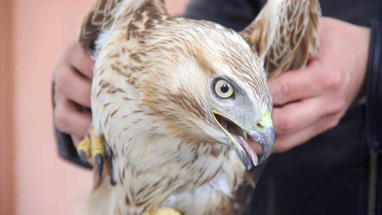 SİVAS’IN ZARA İLÇESİNDEKİ GENÇLİK MERKEZİ BAHÇESİNDE PERSONELLER TARAFINDAN HASTALIKLI HALDE...