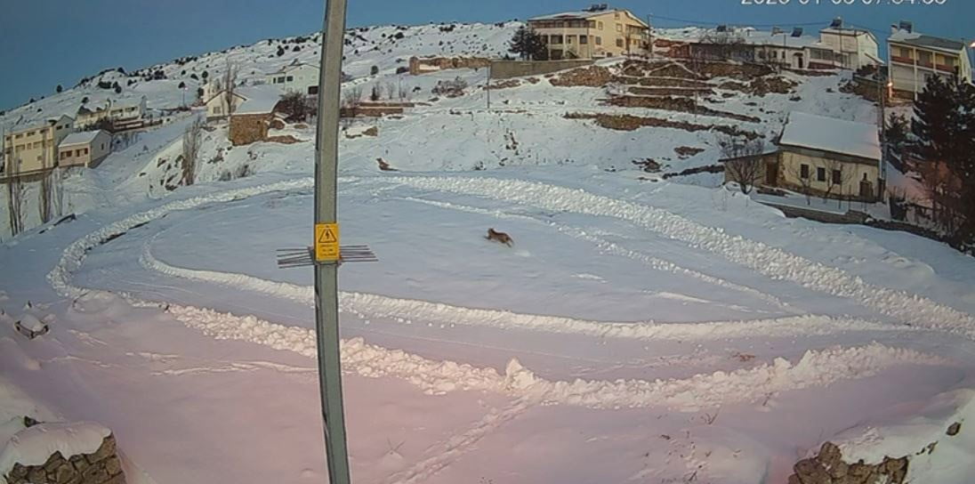 SİVAS’TA 1 GÜN ARAYLA KAYDEDİLEN GÖRÜNTÜLER İZLEYENLERİ HAYRETE DÜŞÜRDÜ. BELGESELLERİ ARATMAYAN...