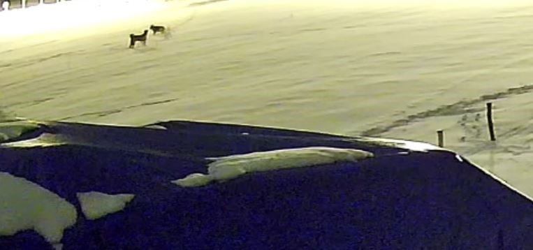 SİVAS’TA AÇ KALAN 6 KURT, BİR ÇİFTLİKTEKİ KÖPEĞE SALDIRDI. KURTLARIN SALDIRDIĞI KÖPEKTEN GERİYE...