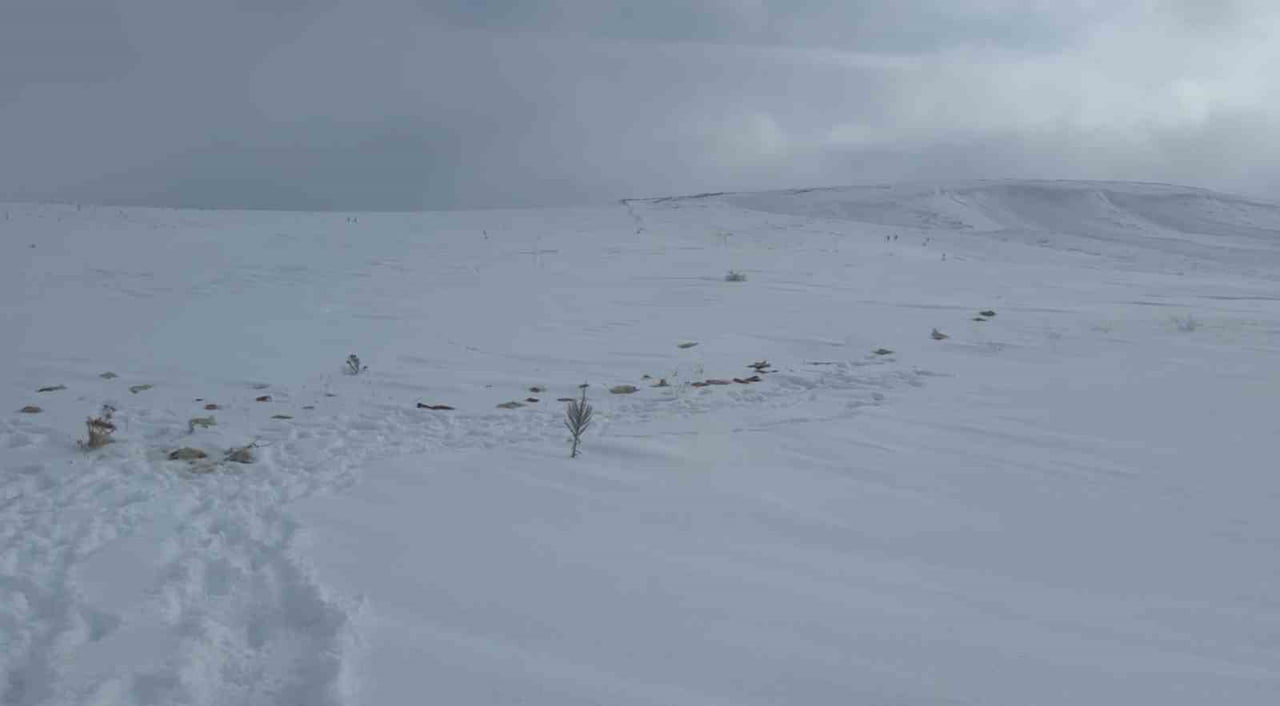 SİVAS’TA BİR KÖYE MUSALLAT OLAN VE KÖPEKLERİ TELEF EDEN KURTLAR İÇİN KÖY ÇEVRESİNE YİYECEK...