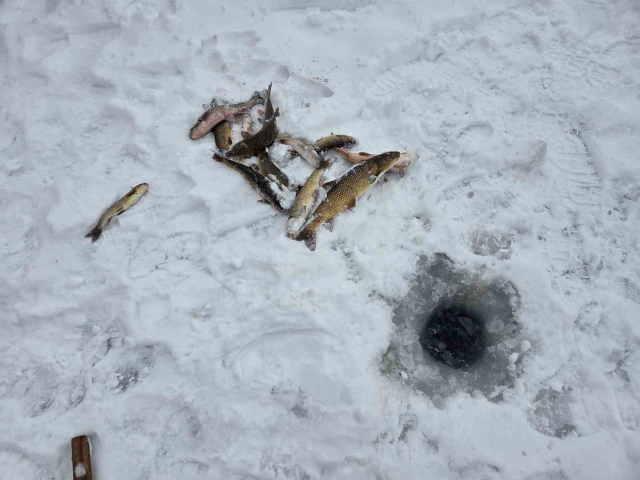 SİVAS’TA BİR VATANDAŞ, TÜRKİYE’NİN EN UZUN NEHRİ OLAN VE BUZ TUTAN KIZILIRMAK’TA BALIK AVLADI....