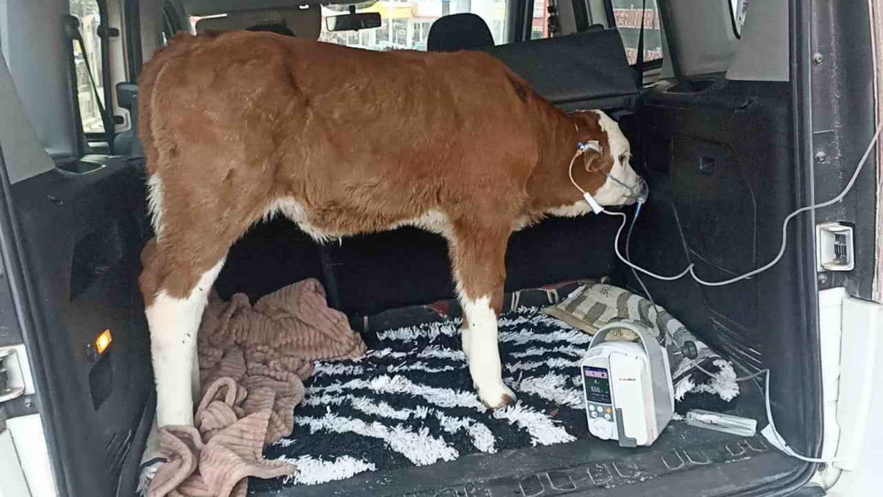 SİVAS’TA ISINMASI İÇİN AHIRDA YAKILAN ATEŞİN DUMANINDAN ZEHİRLENEN 6 GÜNLÜK BUZAĞIYA, OTOMOBİLİN...