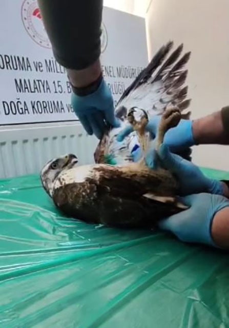 SİVAS’TA YARALI HALDE BULUNAN ŞAHİN, SİVAS DOĞA KORUMA VE MİLLİ PARKLAR MÜDÜRLÜĞÜ EKİPLERİNCE...