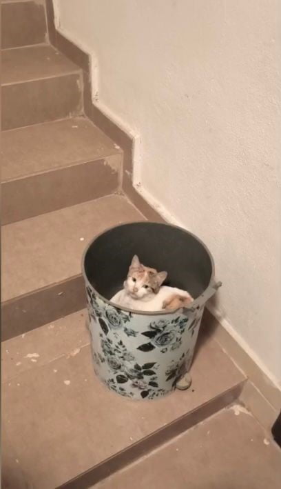 SOĞUKTAN KORUNMAK İSTEYEN KEDİ ÇÖP KUTUSUNA SIĞINDI