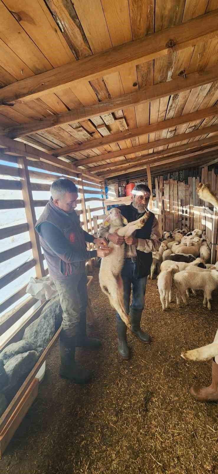 SÖKE İLÇE TARIM VE ORMAN MÜDÜRLÜĞÜ EKİPLERİ TARAFINDAN SAZLI MAHALLESİ’NDE BULUNAN KOYUNCULUK...