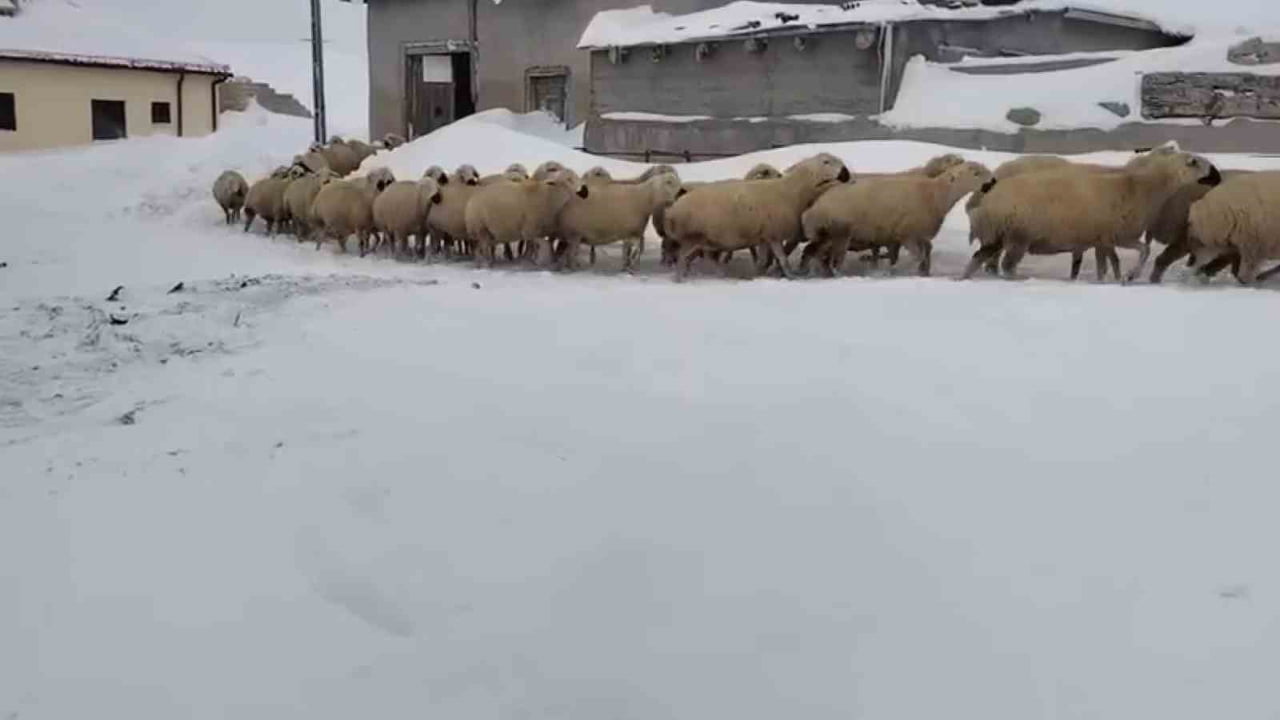 SON YILLARIN EN FAZLA KAR YAĞIŞININ YAŞANDIĞI SİVAS’TA KAR KALINLIĞI YER YER 3 METREYİ BULDU....