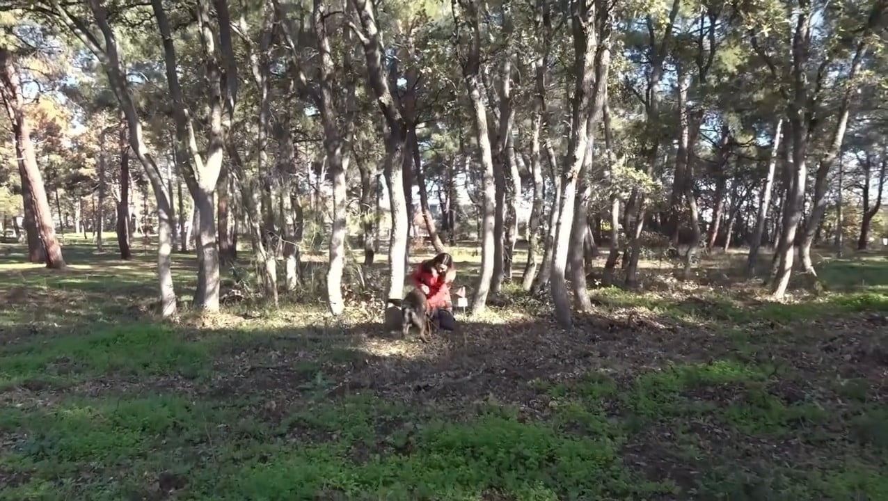 TEKİRDAĞ İL JANDARMA KOMUTANLIĞI EKİPLERİ, İZ TAKİP KÖPEĞİ ‘MERCEK’İN KATILIMIYLA ATATÜRK ORMAN...