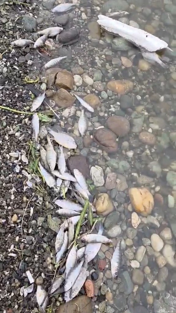 TEKİRDAĞ’IN MALKARA İLÇESİNDE BULUNAN KARAİDEMİR BARAJI’NDA ÇOK SAYIDA BALIĞIN ÖLEREK SU YÜZEYİNE...