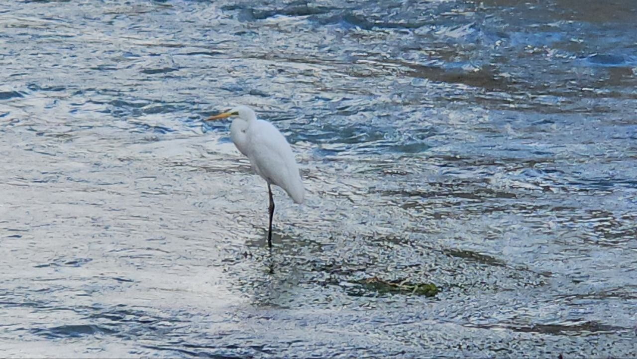 TOHMA ÇAYI’NI MESKEN TUTAN BALIKÇIL KUŞU İLGİ GÖRÜYOR