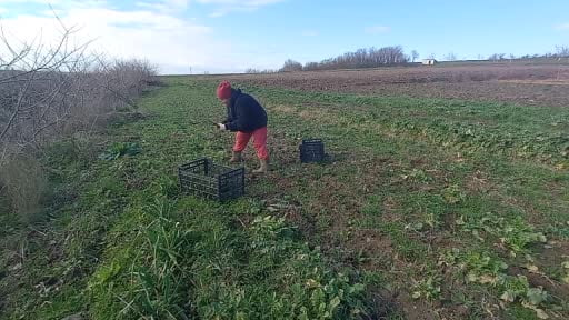 Toprağa emek, çocuklara gelecek... Karı-koca 4 mevsim tarlada çalışıyor