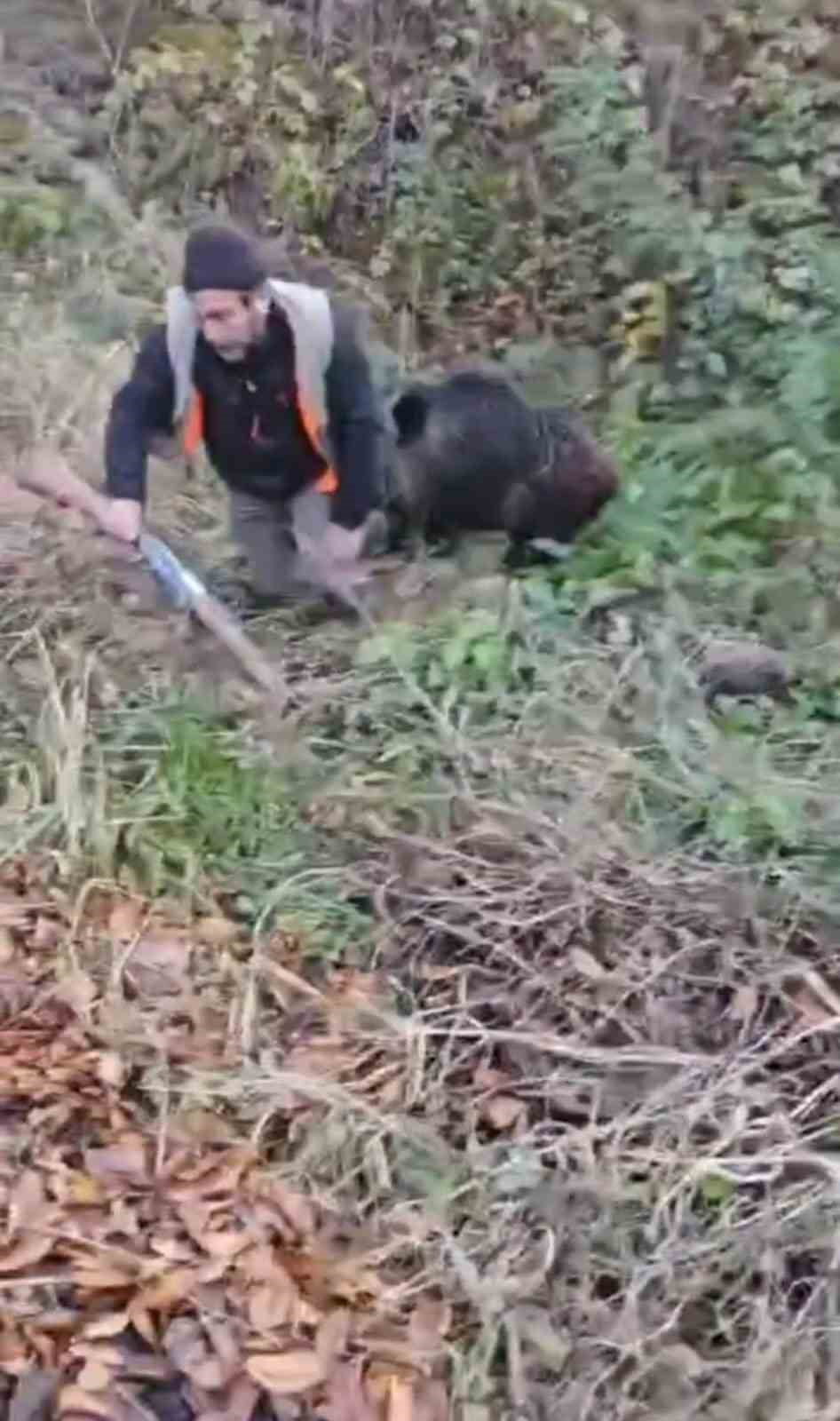 TRABZON’DA AVA ÇIKAN AVCILAR KARŞILAŞTIKLARI DOMUZUN SALDIRISINA UĞRADI. O ANLAR CEP TELEFONU...