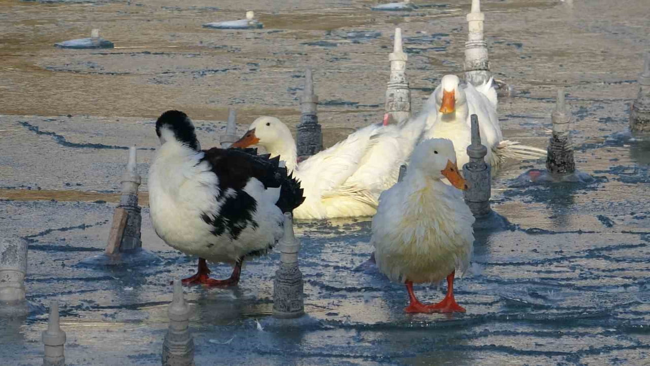TÜRKİYE'NİN DÖRT BİR YANINDA KAR ETKİSİNİ GÖSTERİRKEN, KONYA ŞEHİR MERKEZİ KAR YAĞIŞINI GÖRMEDİ....