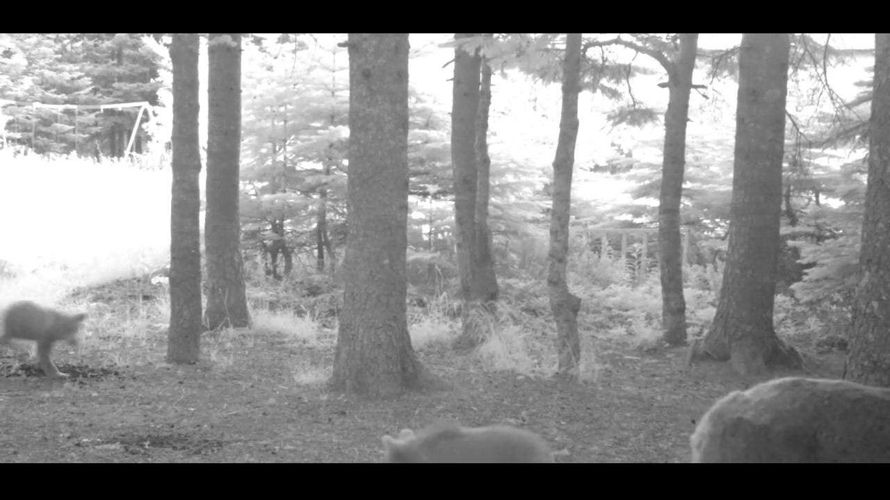 TÜRKİYE'NİN EN BÜYÜK KARA MEMELİLERİNDEN OLAN BOZAYI'NIN (URSUS ARCTOS), YABAN HAYATI KURULAN...