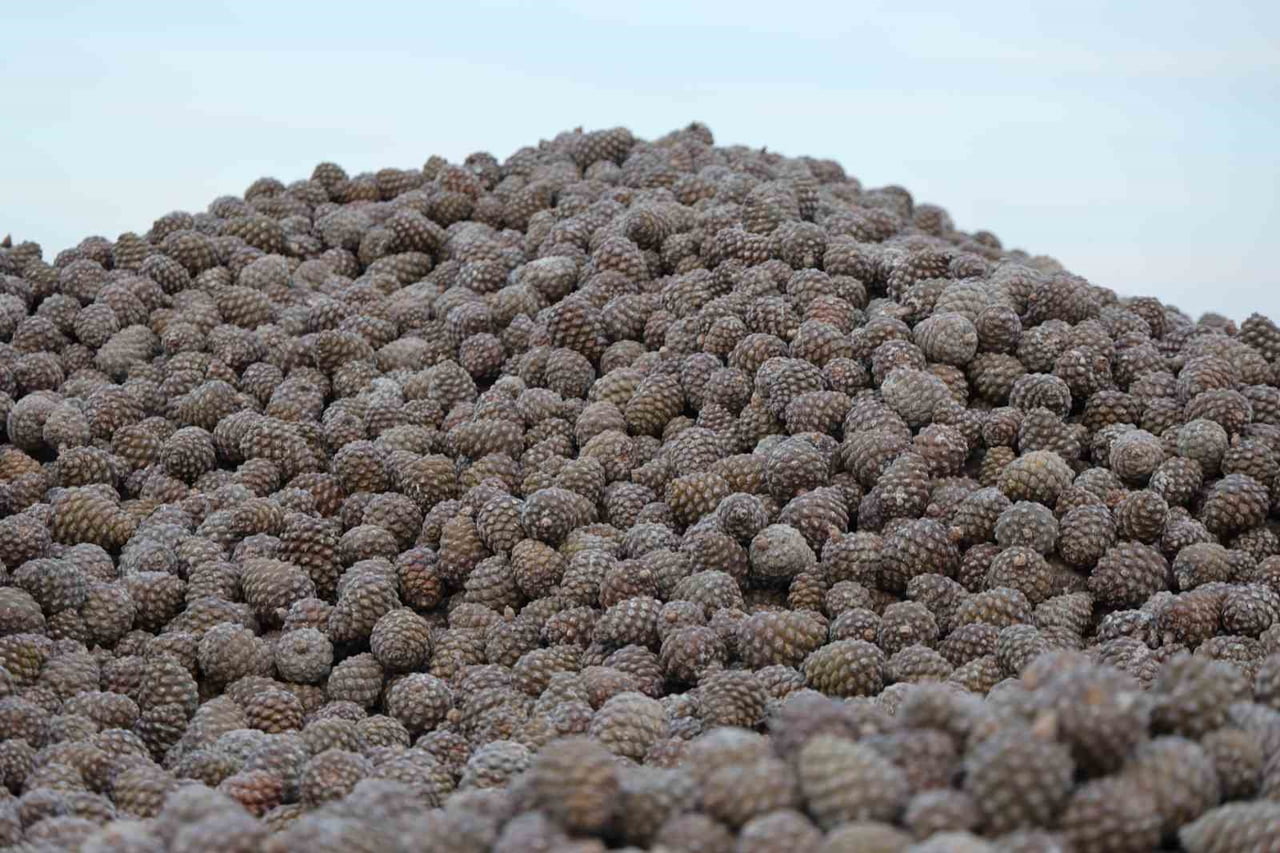 TÜRKİYE’NİN ÖNEMLİ İHRACAT ÜRÜNLERİNDEN OLAN KÜNARDA, KURAKLIK SEBEBİYLE REKOLTE DÜŞÜKLÜĞÜ...