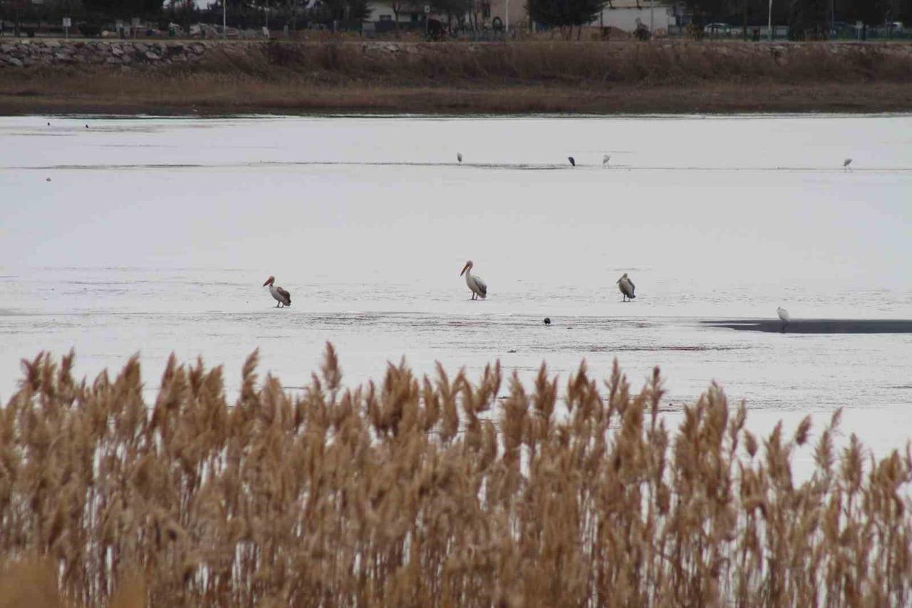 TÜRKİYE’NİN ÖNEMLİ SULAK ALANLARI ARASINDA YER ALAN BEYŞEHİR GÖLÜ MİLLİ PARKI, KIŞ MEVSİMİNDE BU...