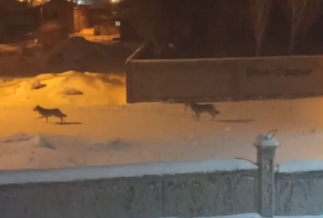VAN’IN BAŞKALE İLÇESİNDE AÇ KALAN KURTLAR GECE SAATLERİNDE MERKEZE  İNEREK YİYECEK ARADI.