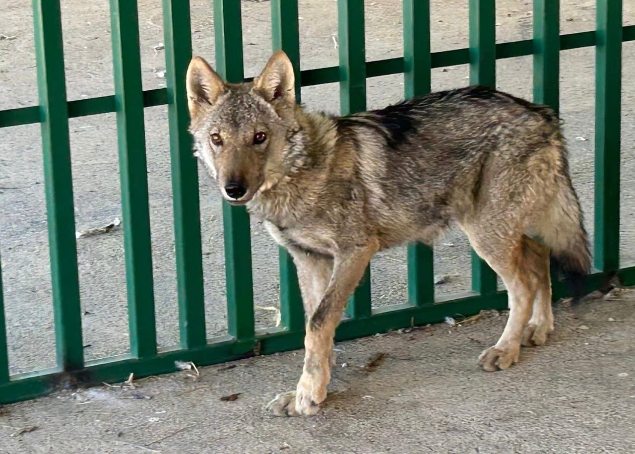 VAN YÜZÜNCÜ YIL ÜNİVERSİTESİ (YYÜ) YABAN HAYVANLARI KORUMA VE REHABİLİTASYON MERKEZİ MÜDÜRÜ PROF....