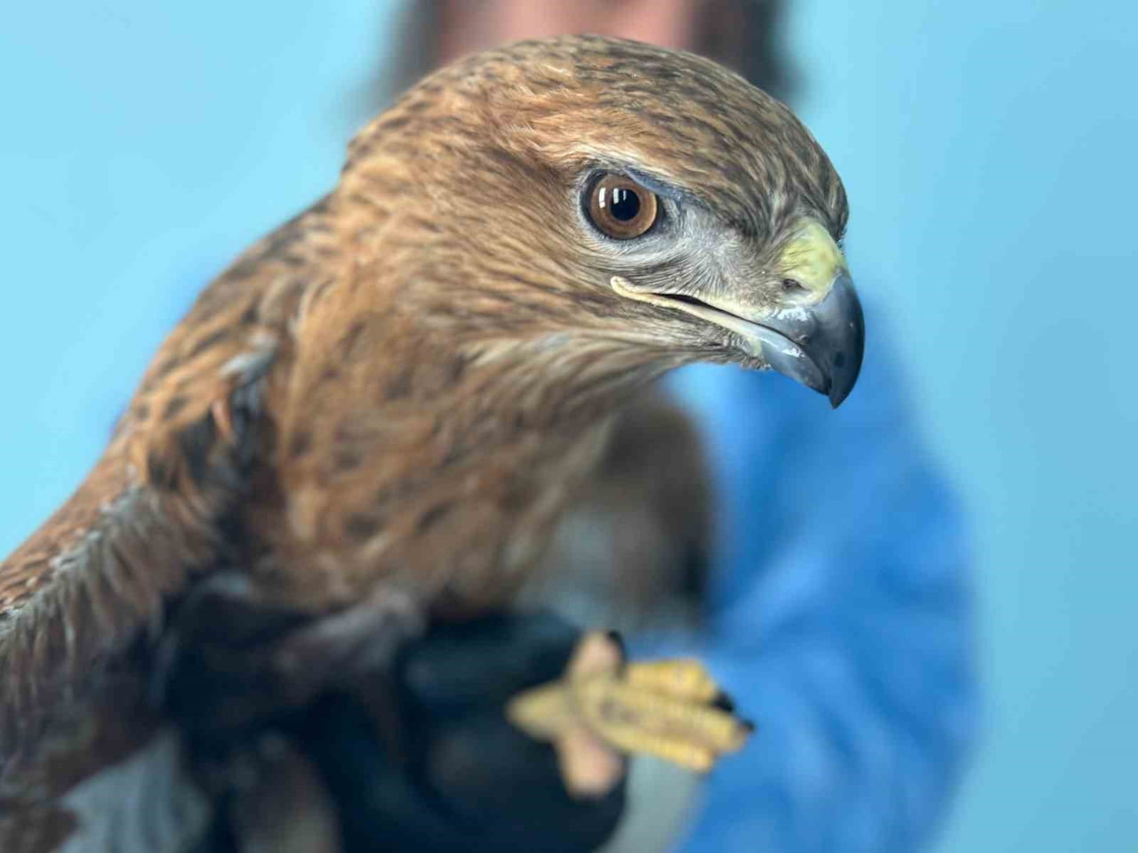 VAN YÜZÜNCÜ YIL ÜNİVERSİTESİ (YYÜ) YABAN HAYVANLARI KORUMA VE REHABİLİTASYON MERKEZİ MÜDÜRÜ PROF....