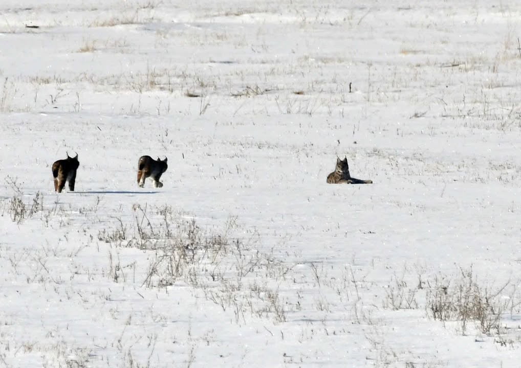 VAŞAK AİLESİ FOTOĞRAFLANDI