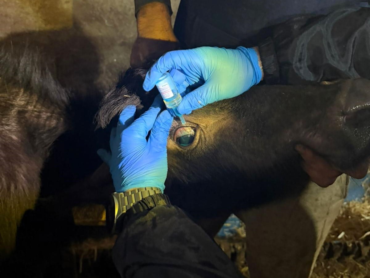 VİZE İLÇE TARIM VE ORMAN MÜDÜRLÜĞÜ TEKNİK EKİPLERİ, HAYVAN HASTALIKLARI İLE MÜCADELE PROGRAMI...